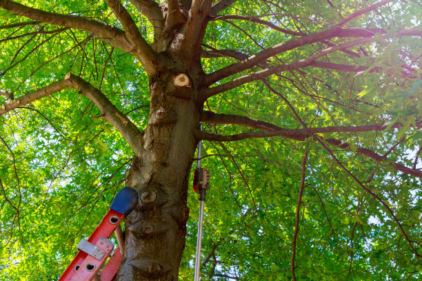 Best Tree Branch Trimming  in Home, WA